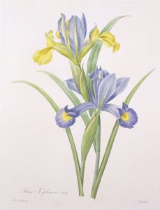 Iris xiphium, sort, graveret af Langlois, fra 